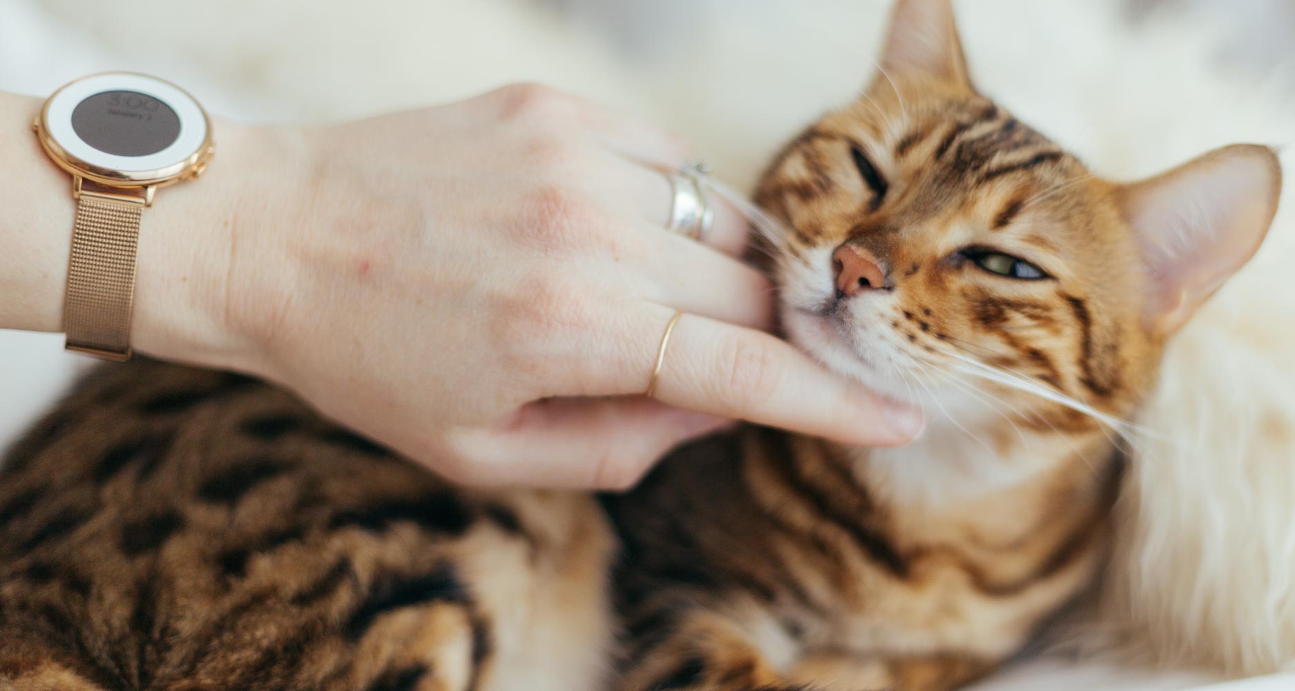 Types of Diet for Your Cat's Health